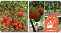 Hien tai - P'PHĂNG - NỮ HOÀNG GẤC P'PHĂNG - SẢN PHẨM TỪ QUẢ GẤC