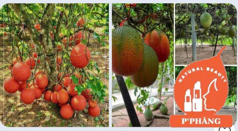 NHIỀU VƯỜN GẤC