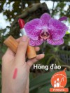 MỪNG SINH NHẬT VÀNG nuhoanggac.com 1 TUẦN TUỔI: Son Gấc VỎ TRE Đa Năng GIÁ GỐC 270K SỐC CHỈ 100K/Cây (+20K Ship)